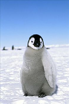 帝企鹅,幼禽,阿特卡湾,南极