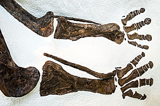 恐龙,骨头,自然博物馆,纽约,美国