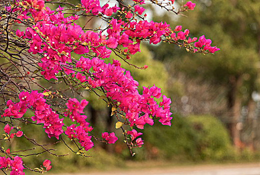 勒杜鹃花开红艳艳