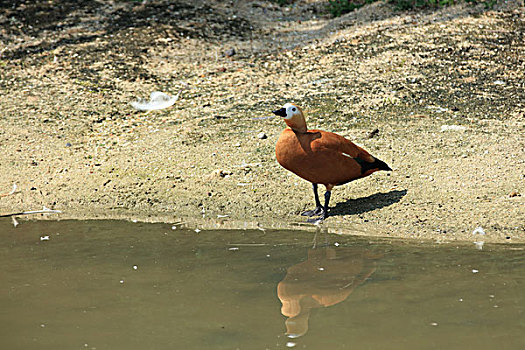 赤麻鸭