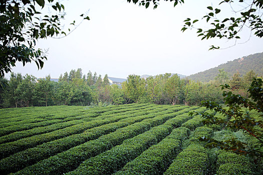 茶园飘香,茶农清晨采茶忙