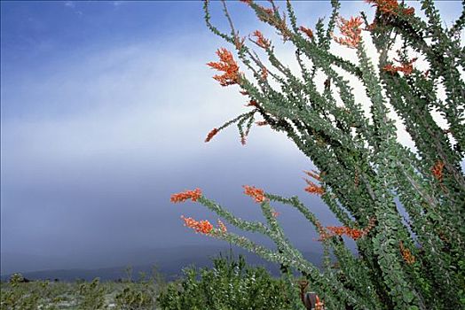 墨西哥刺木,仙人掌,开花,安萨玻里哥沙漠州立公园,加利福尼亚