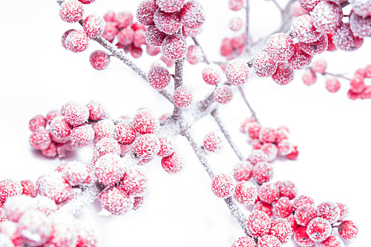冰,花楸浆果