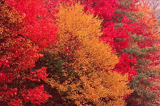 树,秋天,新布兰斯维克,加拿大