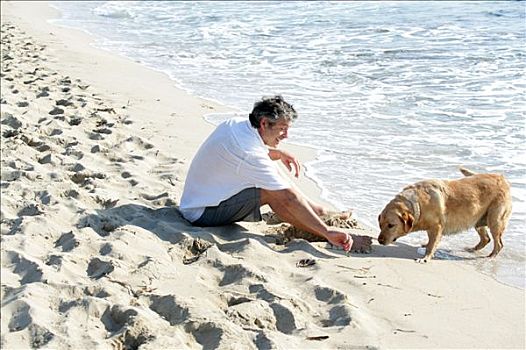 男人,坐,海滩,米色,拉布拉多犬,海洋,背影