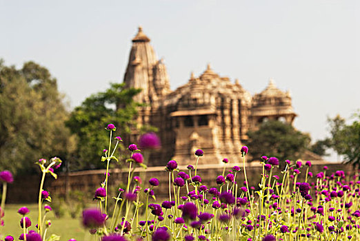 花,庙宇,背景,克久拉霍,地区,中央邦,印度