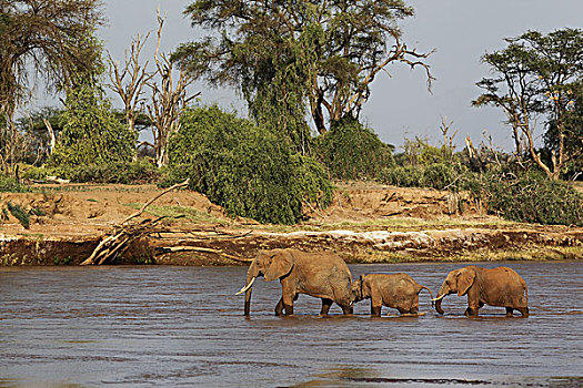 非洲象,幼兽,河,公园,肯尼亚