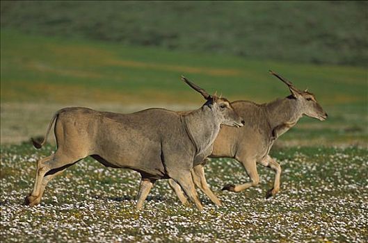 大羚羊,两个,春花,西海岸,国家公园,南非