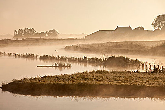 荷兰,农场,晨雾
