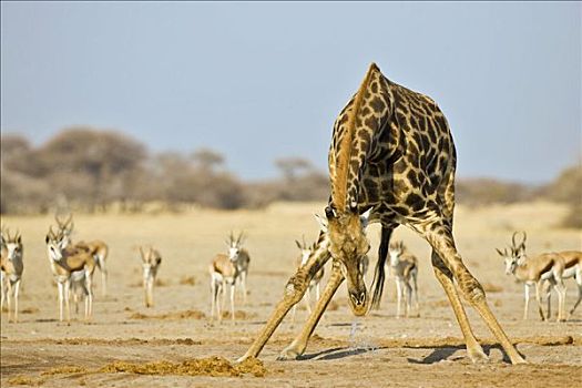 长颈鹿,喝,水潭,牧群,跳羚,背影,博茨瓦纳,非洲
