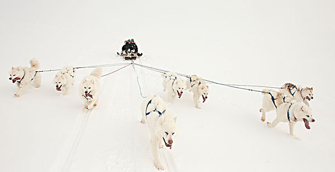 雪橇狗,拉拽,雪撬,加拿大