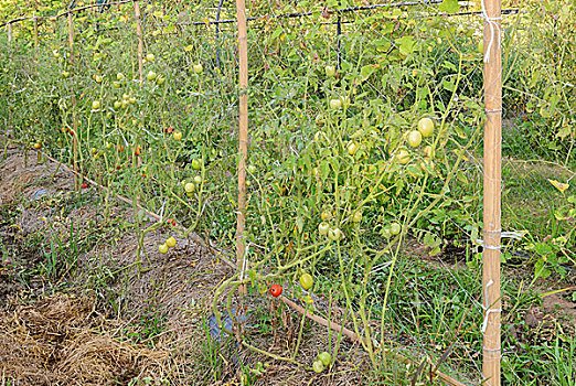西红柿,种植园