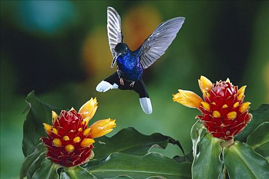 紫罗兰,蜂鸟,姜,花,蒙特维多云雾森林自然保护区,哥斯达黎加