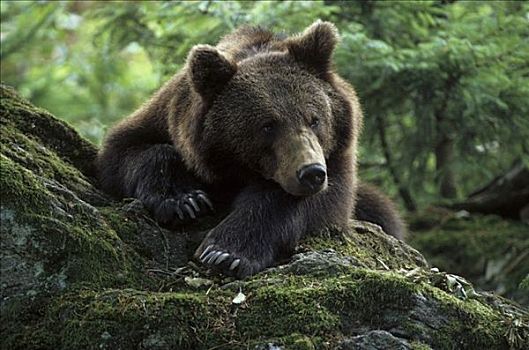 欧亚混血,棕熊,熊,躺着,石头,肖像