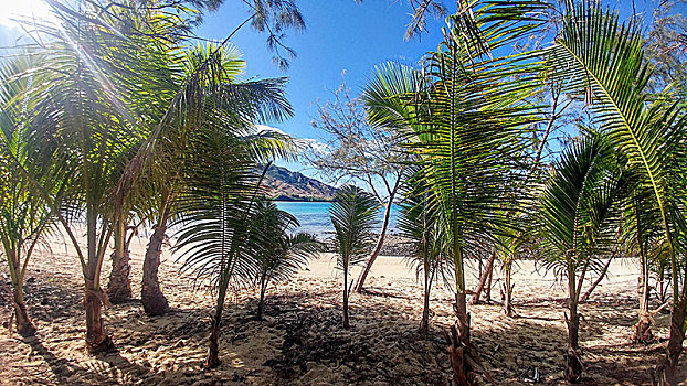 海滩,满,棕榈树,海洋,斐济