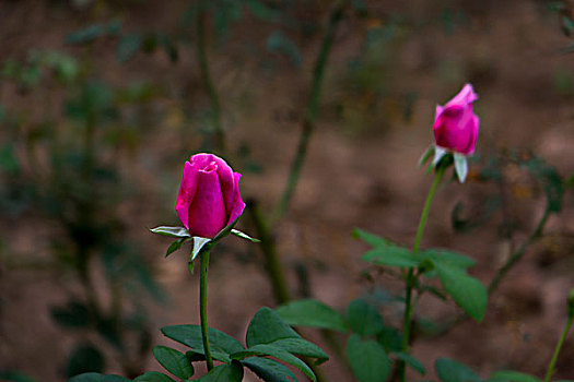 月季花,美丽月季,美艳月季花