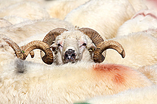 公羊,羊群,喀尔巴阡山脉,特兰西瓦尼亚,罗马尼亚,欧洲