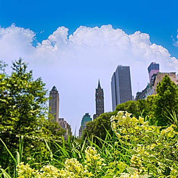 中央公园,花,曼哈顿,纽约,美国