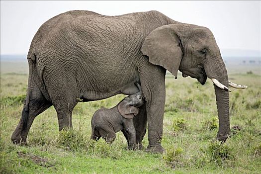 非洲象,安伯塞利国家公园,肯尼亚,侧面