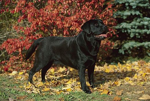 黑色拉布拉多犬,狗,站立,落叶,秋天