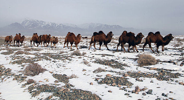 新疆哈密,风雪难阻驼群回家