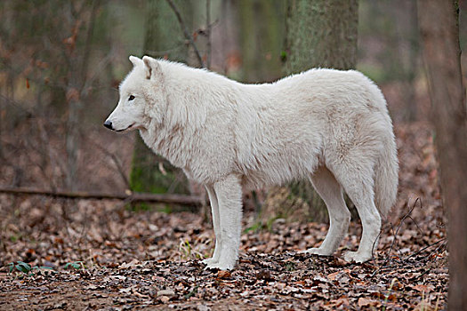 北极狼,极地,狼,白色