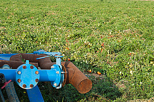 灌溉,西红柿,种植园