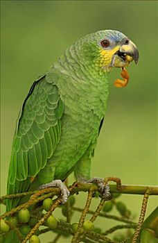 鹦鹉,栖息,亚马逊雨林,厄瓜多尔,南美