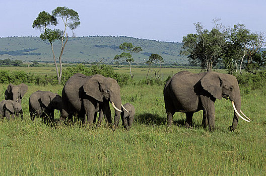 肯尼亚,马赛马拉,大象,幼兽