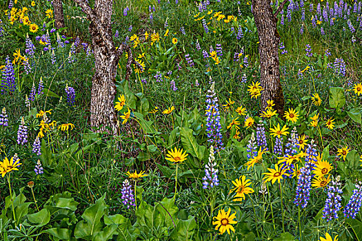 春季野花,哥伦比亚峡谷,靠近,俄勒冈,美国