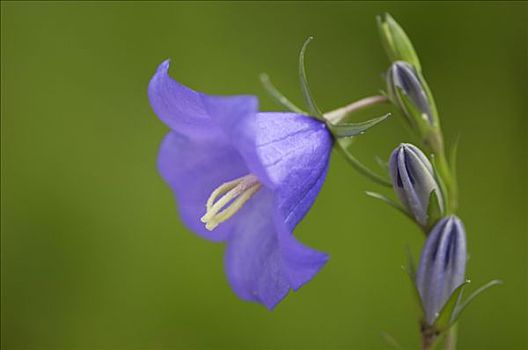 野风信子,花