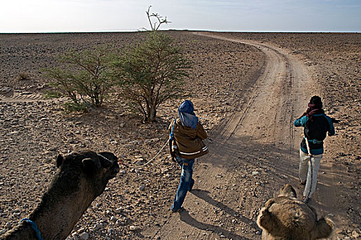 远足,骆驼,西部,撒哈拉沙漠