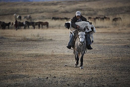 男人,拿着,山羊,骑,马,国家公园,蒙古