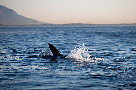 大白鲨,沙鲨属,鳍,鳍状物,成年,福尔斯湾,南非