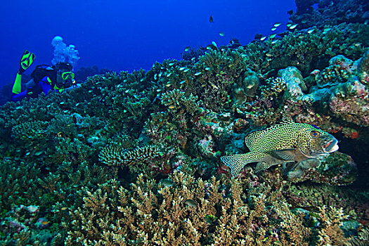 甜唇鱼,贝卡岛,南方,维提岛,斐济,南太平洋