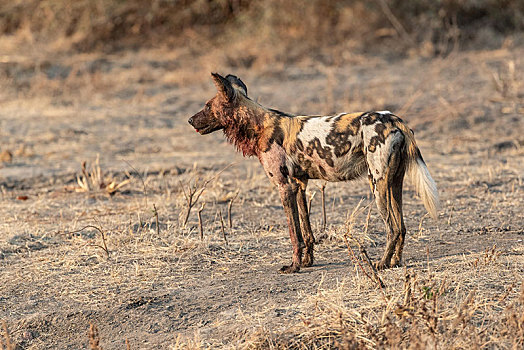 孤单,非洲野狗,血,毛皮,南卢安瓜国家公园,赞比亚,非洲