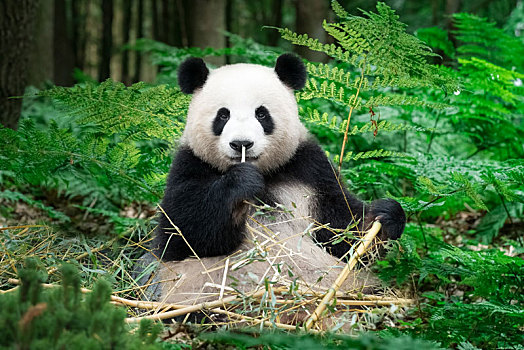 熊猫,坐,雨林,吃,竹子