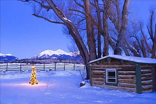 装饰,圣诞树,雪中,遮盖,木屋,黃昏,科罗拉多,冬天