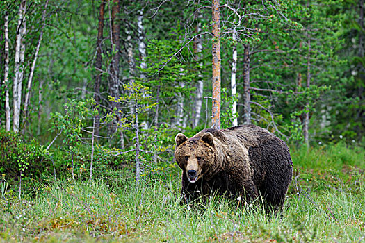 褐色,熊,成年,芬兰,湿地,卡瑞里亚,东方,欧洲