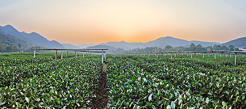 茶树,花园,乡村地区