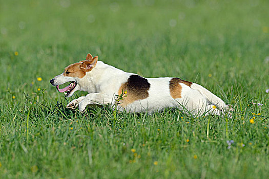 杰克罗素狗,跑,巴伐利亚,德国