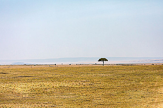 非洲草原,金合欢树
