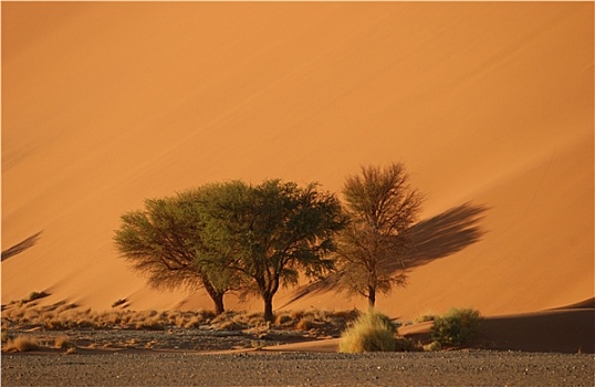 沙丘,纳米比亚,沙漠