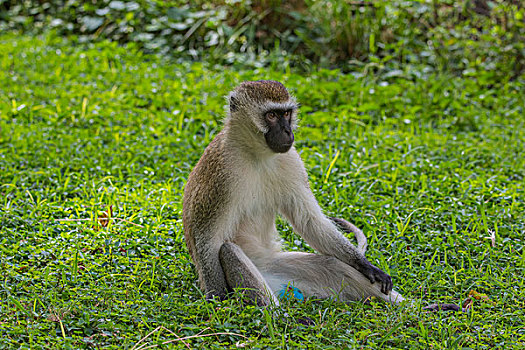 肯尼亚安波塞利国家公园长尾黑面猴