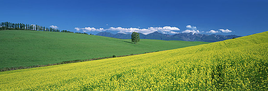 山,山脉,地点,芥末