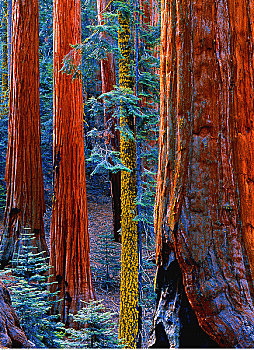 红杉国家公园,加利福尼亚