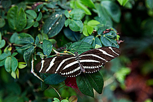 蝴蝶,自然,温室,西礁岛,佛罗里达,美国