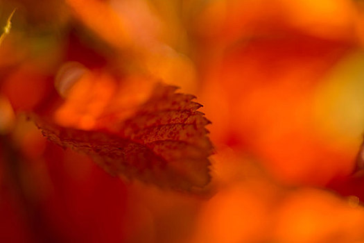 叶子,秋色,自然,彩色,背景