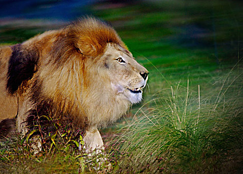 狮子,成年,雄性,上半身,移动,模糊,尾随,动感