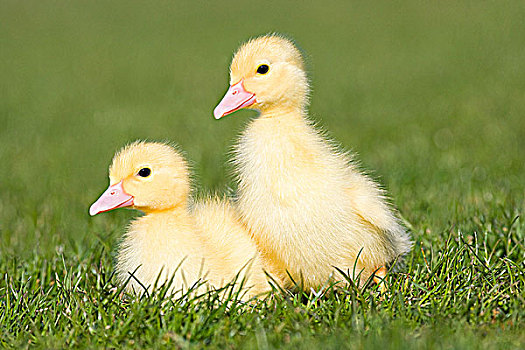 两个,小鸭子,草地